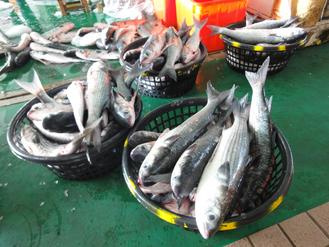 台湾嘉义渔民捕获约2吨乌鱼（图）