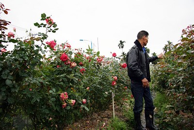 图：台湾寒流发威玫瑰花遭殃情人节恐无花可卖