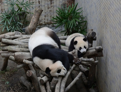 台北大熊猫宝宝“圆仔”休假一天享受日光浴（图）