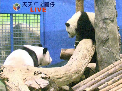 网传大陆赠台熊猫将被安乐死台北动物园称非事实