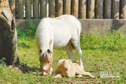 台北动物园迷你马妈妈产子小马取名“白龙”（图）