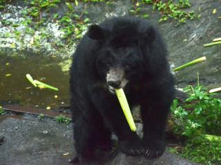 台北动物园买茭白笋当点心“圆仔”和黑熊都爱吃
