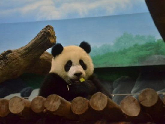 暑假迎小朋友台北动物园大熊猫“圆仔”要加班