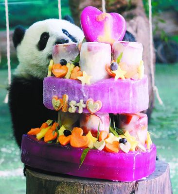 熊猫圆仔周岁生日抓周想当画家和工程师（图）
