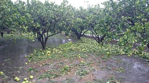 台风重创花莲农业柚子落满地损失惨重（图）