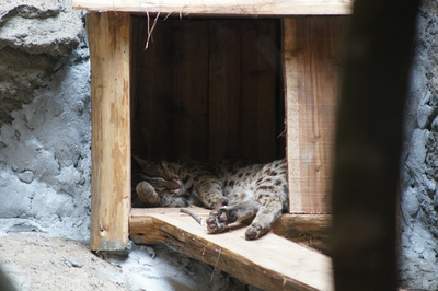野放失败小豹猫入驻台北动物园当保育代言人（图）