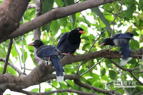 台湾特有品种蓝鹊首次在台北植物园现身（图）