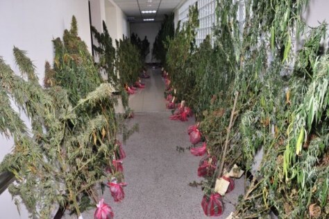 墓园旁种大麻新竹警方查获上千万成品（图）