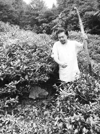 自然农法替代施肥一个台湾茶人的茶山保育计划
