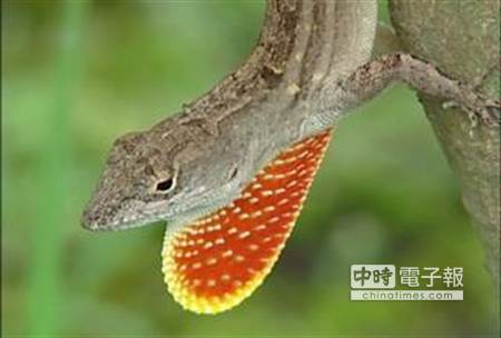 外来物种沙氏变色蜥入侵台湾10多年消灭不尽（图）