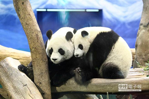 台北天气冷飕飕大熊猫“圆仔”玩相扑取暖
