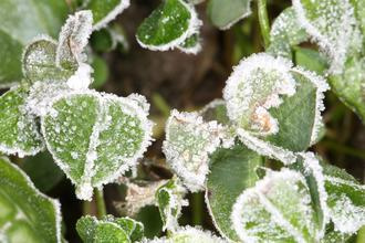 阿里山出现今年入冬最低温植物结冰游客惊奇（图）