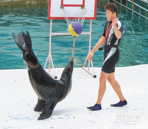 海豚表演已沦为戏谑台湾动保团体吁民众拒看