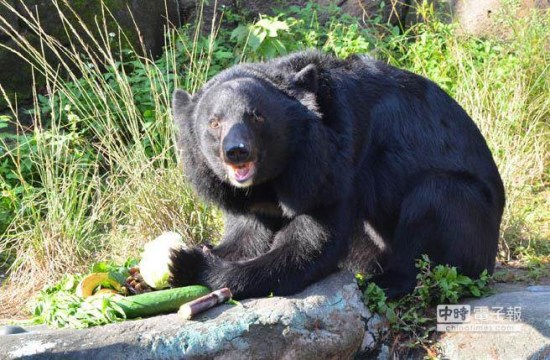 台北市动物园黑熊抓人保育员受伤送医生命无碍
