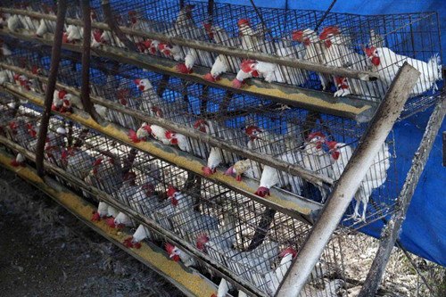 台东一养鸡场鸡只暴毙证实感染新型禽流感H5N2