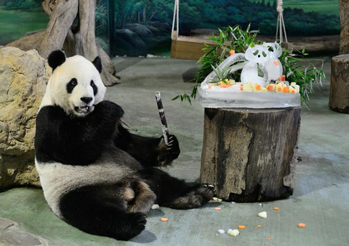 台北动物园为大猫熊团团圆圆举办生日派对（图）