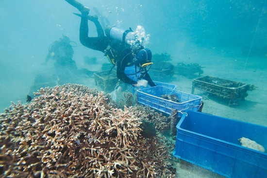 垦丁大批珊瑚被盗采部分已被“肢解”（图）