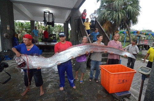 台湾地震频传两条逾四米长地震鱼被捕获（图）