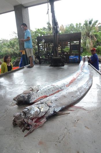 台湾地震频传 两条逾四米长地震鱼被捕获（图）