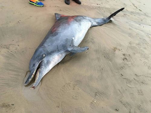 “鲇鱼”袭台后第12起“瓶鼻海豚”搁浅沙滩死亡