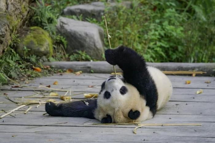 台北动物园熊猫馆将施工 4只熊猫面对噪音反应大不同