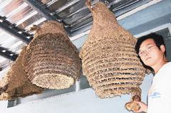 台东有一摘蜂窝达人 34年摘下500余虎头蜂窝