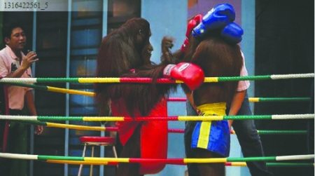 泰国地下非法拳赛横行红毛猩猩也来打泰拳(图