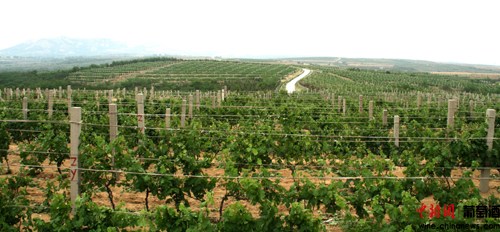 张裕六大产区之一:烟台基地120年种植葡萄历史