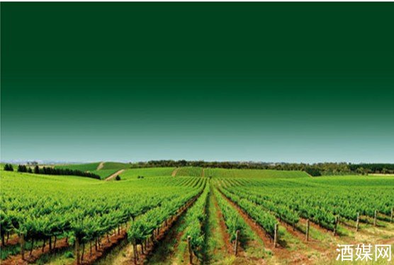里奥哈产区加大投资 打造DOCa级葡萄酒(图)