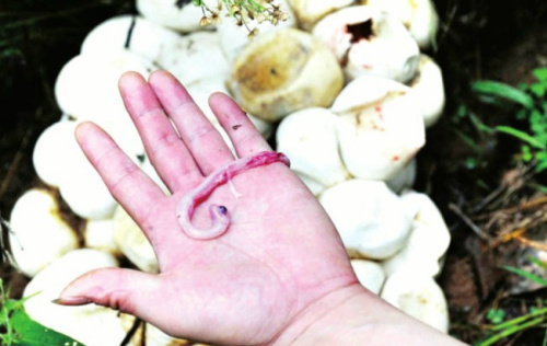 重70斤巨蟒妈妈守蛇蛋专家苦战半小时将其移走2