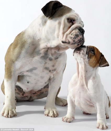 两只狗互相亲吻对方