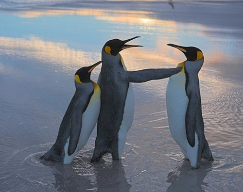 获奖野生动物照被展出 北极熊海鸥欣赏海浪(图)