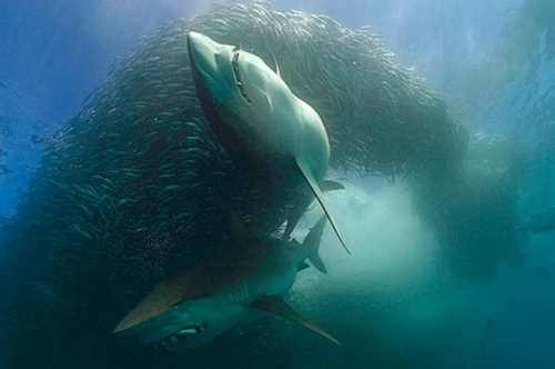 鲨鱼在沙丁鱼群中穿梭而过.