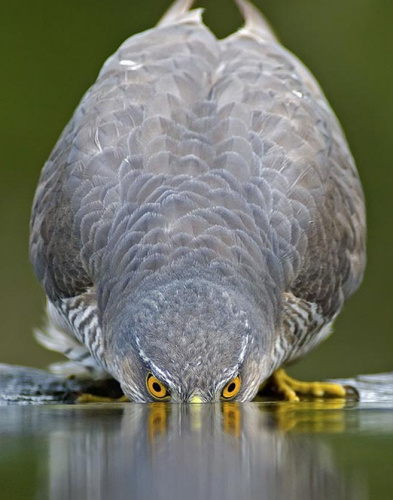 ��ӥ����̽��ˮ�򣬽�����ˮ�µ����