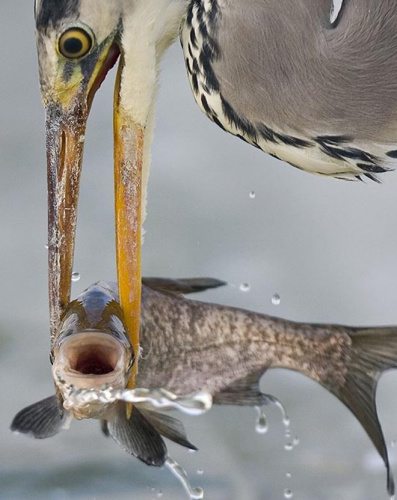 ��ӥץ��С�㣬�ƺ�¶��΢Ц�ı��顣