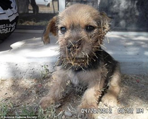 ��ֻ����Ȯ���������˴̡�