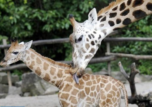 ��˹����³���¹������ͼ��