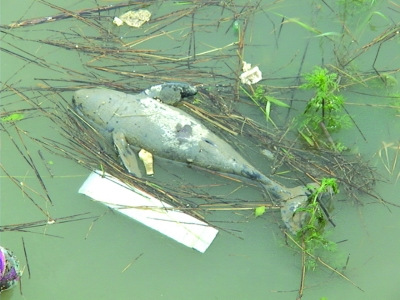 已经死亡的小江豚。吴胜摄 已经死亡的小江豚。吴胜摄