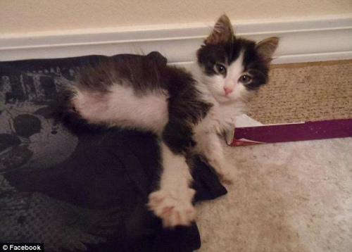 �޺��˺͹���Ĺ�è�����ɽ�