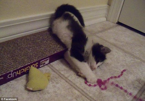 �ɰ��ġ����ɽ���������Ҳ�ܿ���