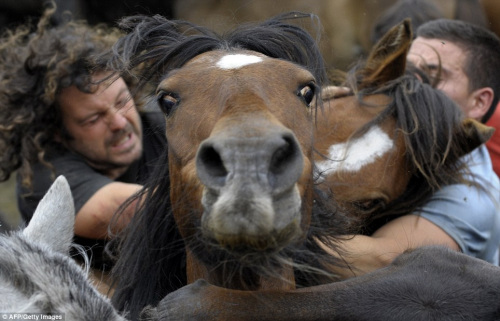 西班牙上演人马"决斗" 男子徒手驯服野马(图)