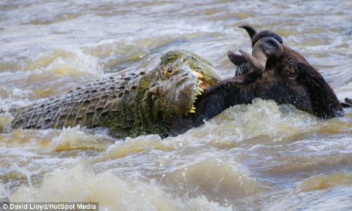 ���͵������ſ�Ѫ����ҧס����