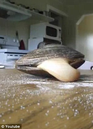 ���ƺ��ڡ��������ϵ�ʳ��