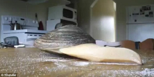 ���ʪ�������̰�ɫ��״����ʵ�����Ǹ�ġ��š�