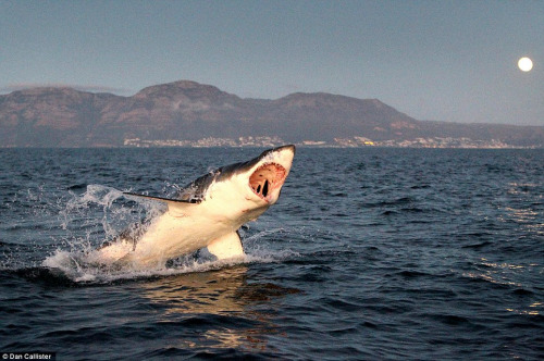 ������ſ�Ѫ����