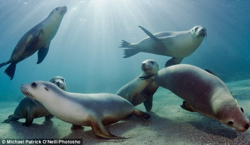 摄影师潜水拍海狮超萌照 直望镜头憨态可掬(图)(5)