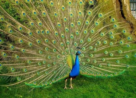 ��ȸ(����ͼ)