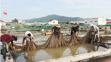 舟山台门港网箱养殖基地正在加固网箱。 刘生国 虞宗霖 记者 谢国平 摄 舟山台门港网箱养殖基地正在加固网箱。 刘生国 虞宗霖 记者 谢国平 摄