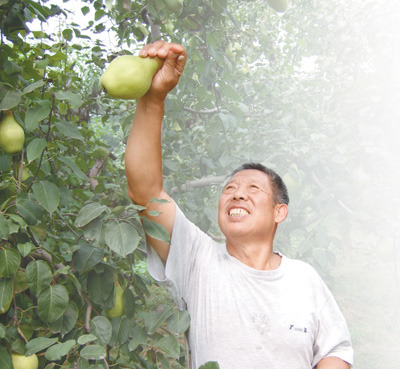 范海庭在自家的果园里采摘。 资料图片 范海庭在自家的果园里采摘。 资料图片