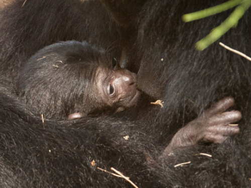 ����7���С����Գ����ĸ�׻��˱������֭